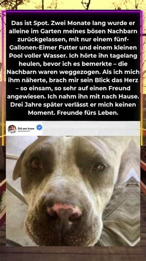 Vom einsamen Hund zum treuen Freund fürs Leben 🐾❤️