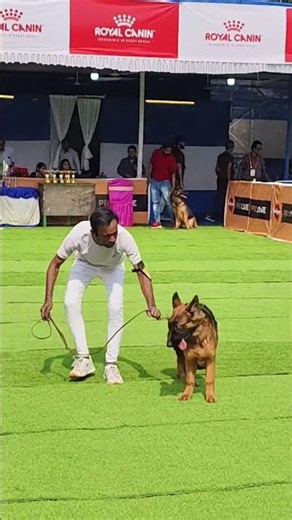 👑 IMPORTED FEMALE GSD - FIRST RING AT CKC DOG SHOW (7 MONTHS) #germanshepherd #gsds #dogshorts #gsd
