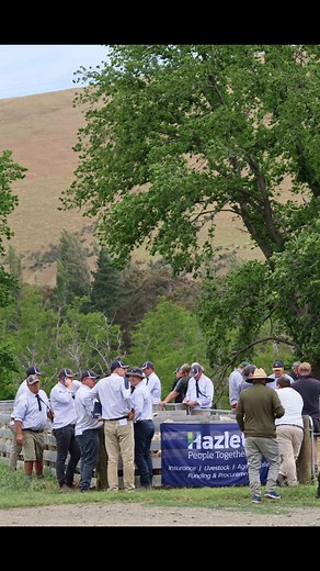 5.4K views · 74 reactions | With Ai in the cows all finished for this year it was time to unload some mouths. The 2025 on farm lamb sale going well with 4000 lambs heading off. Here's a quick snippet of what we've been up to. We still have some rams available for anyone that is after one also.  | Red Oak Stud | Facebook