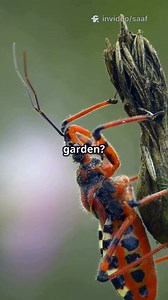 What to Do If You Spot an Assassin Bug 🐞⚠️ | Safety & Prevention Guide