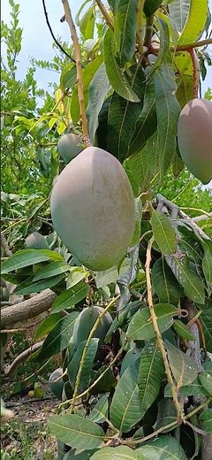 What do flies do on mango fruits