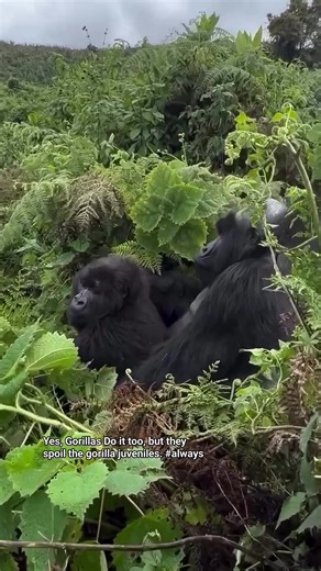 1.8M views · 26K reactions | RIP to the queen Dian Fossey — she gave her life for the gorillas… but uh, she forgot to teach them babies some privacy etiquette 轢 This lil juvenile out here third-wheeling the whole mating scene like, ‘Need a hand, bruh?’ 臘‍♂️ And let’s talk about this silverback — or should I say silver-hair-back-head daddy lookin’ like he just got outta Gorilla Supreme Court!  | Volcanoes National Park Rwanda | Facebook