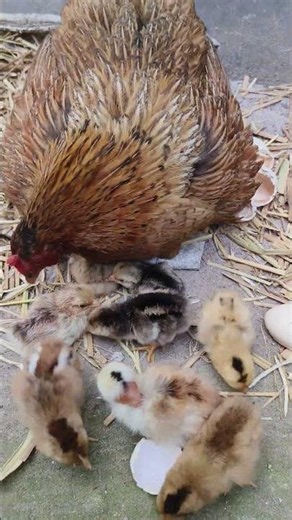 Natural Chick Hatching 🐣#shorts