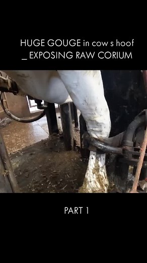 HUGE GOUGE in cow s hoof _ EXPOSING RAW CORIUM - Part 1 | cow