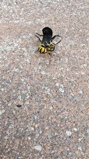 Wasp vs cockroach fight