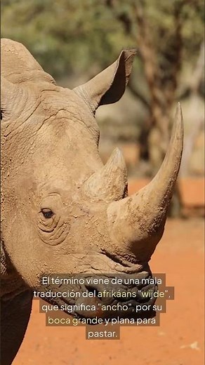 El rinoceronte blanco: gigante en peligro de extinción 🦏