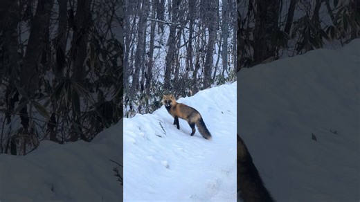 Au cœur du Japon : une expérience inoubliable