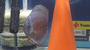 30K views · 1.2K reactions | Some of our winning fish at the European discus championship, Dortmund, Germany | Chens Discus UK | Facebook