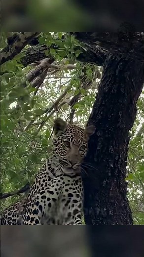 Leopard Plays with Its Prey in a Tree! #wildlife