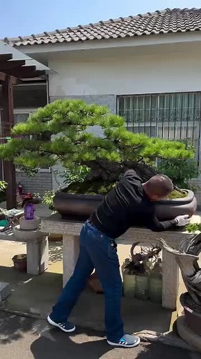 Incredible Pine 🌲 Bonsai #bonsai #bonsaiart #pine #juniper #bonsaitree #bonsaiclub #bonsailife #bonsaijapan #bonsaiiworld #pine #nature #bonsailovers #bonsaigtam #bonsaiindonesia #garden #黑松 ＃小品盆栽