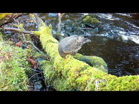 Common Buzzard Perched On A Fallen Tree Feeding On Something | Isle of Skye Wildlife Trail Cam 🦅🌿🌲