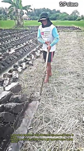 수작업으로 진행하는 논 토양 배수로 정비 작업 #worker #process #farming #mud #field