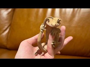 A lizard scratching its head with its tail