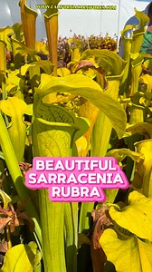 Sarracenia rubra is often an under appreciated, overlooked species but its late summer pitchers are stunningly beautiful! www.CaliforniaCarnivores.com | California Carnivores