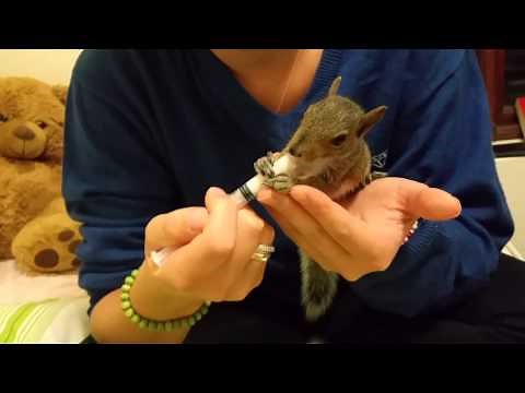 How to Feed a Baby Squirrel. Cute and Adorable.