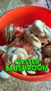 865K views · 10K reactions | भूसे में छुपा है ख़ज़ाना  | Indian Farmer | Facebook