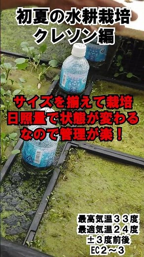 日照コントロールが大事なクレソン栽培！