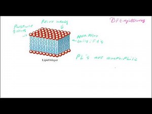 Biochemistry Lecture 13 Lipids Part 2