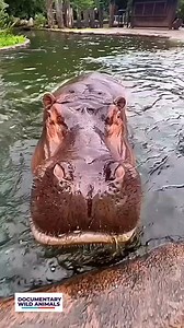 Cute hippo #documentarywildanimal #animal #vairalreels #wildanimals #wildlifephotography #natgeowild #wildlife #hippo #babyhippo #hippopotamus #animals #animalsoftiktok #animalrescue | Documentary Wild Animals
