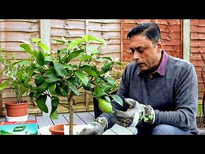 How to CLONE Lemon Tree | Air Layering Propagation lemon Tree