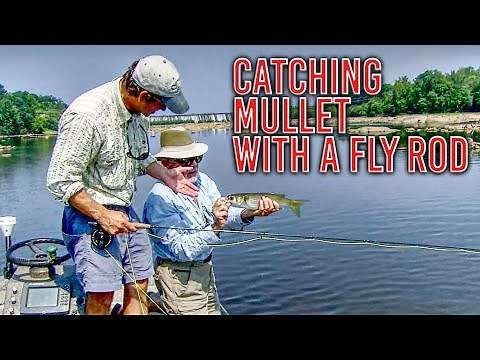 Secrets to Catching Mullet with a Fly Rod