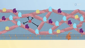 Video: Protein Diffusion in the Membrane