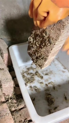 scorpion breeder on TikTok