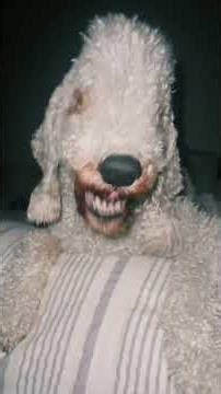 scariest dog moments compilations😨😭 #viral #dogs