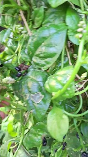 未熟果妳也吃 第一百一十九集 #來都來了#落葵