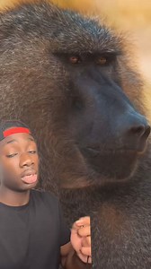 37K views · 2.2K reactions | 34_Behave yourselves, we’re talking about baboons #monkeys#animals#moreyouknow#funfacts #followformore | Mndiaye | Facebook