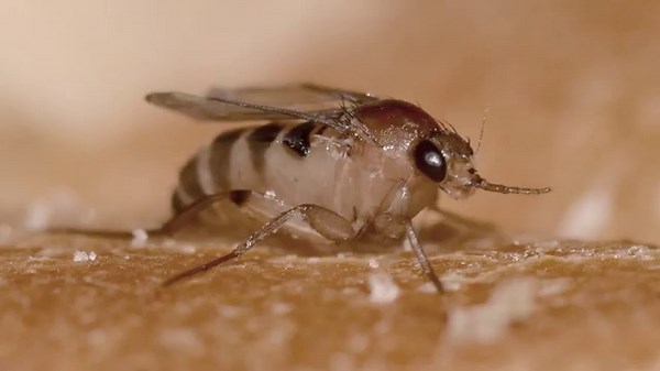 The Coffin Fly: An Informative Video About This Macabre Insect