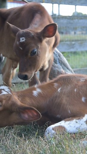 Cows have best friends and feel stressed when they aren't together. They love spending time with their BFFS, so they prefer to stay side by side and show each other love through grooming and cuddles. 💚🐮🫶🏻 | Farm Sanctuary