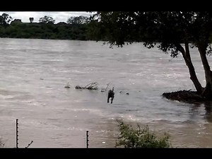 Kruger National Park Floods 2014 - Baboons Swim to Safer Ground & Phalaborwa