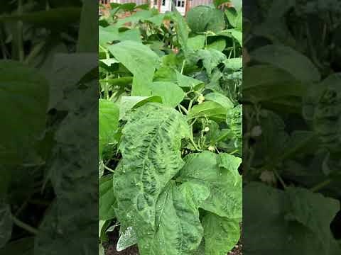 Problems in the Green Bean Patch