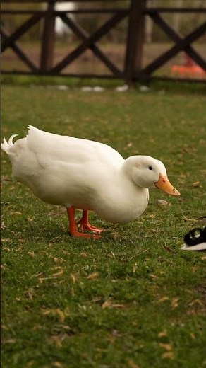 中国の北京ダックが宮廷料理から広がった話