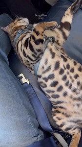 1.6M views · 57K reactions | When you travel like a Proevery bengal worth the first class flight 﫶#bengalbest #petcare #cattravel | Bengal Best | Facebook