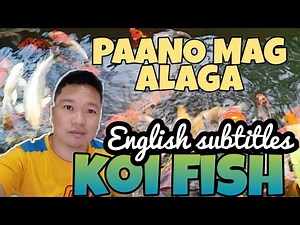 3 Minutes of Surprising Koi Fish Care Tips | PAANO MAG ALAGA NG KOI FISH | AQUARIUM | MUD POND