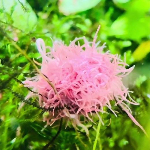 塊になるイトミミズ #イトミミズ #アクアリウム #生き物
