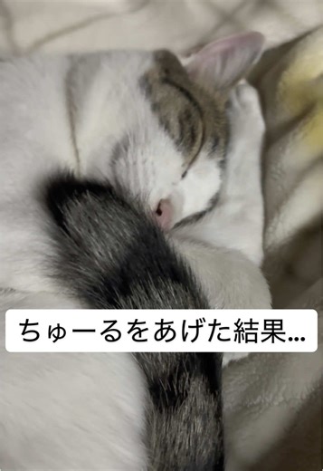 久しぶりに猫にチュールをあげると… #保護猫 #猫可愛い #猫のいる暮らし #睡眠 #爆睡