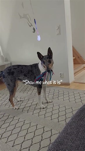 Smooth collie having fun #collie #dogs #dog #