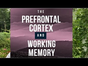 The Prefrontal Cortex and Working Memory