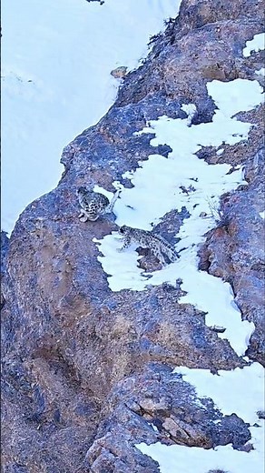 Snow Leopard Cubs Playing in Snow | High Himalaya Wildlife | Spiti Winter | Wild Wonders Expeditions