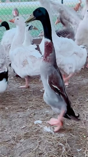 #duck #runnerducks #birds #lifedonecheap #yardstead #homestead #farming