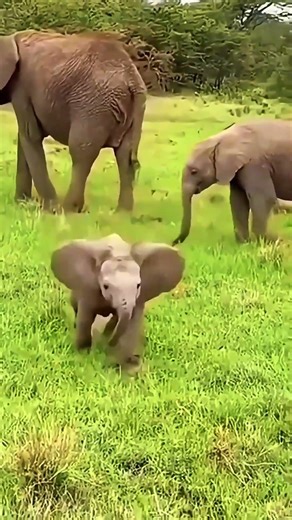 Just a bunch of baby elephants being chaotic! 🐘😂 #babyelephant #animals #elephants