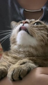 242K views · 9.5K reactions | Kiss your cat and see how they react  | Cat Lover | Facebook
