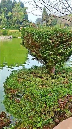 Flower Garden Antu Dada ilam 🌺✨ #gardeningtips #paradise #garden #flowers #houseplants #shorts #antu