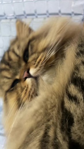 Fluffy Cat Grooming and Face Close-Up