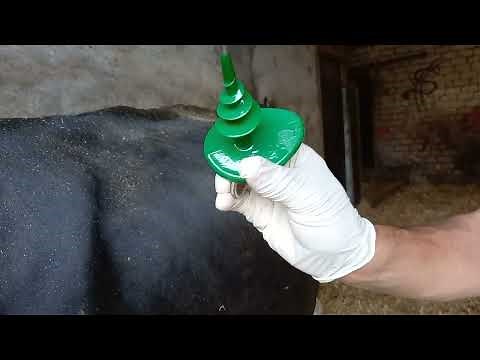 Relief of Gas Tympany (Bloat) in cow. Application of Buff Trochar. #Bovine_Doctor