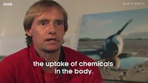 "The mother continued to hold onto her dead calf for days." | BBC