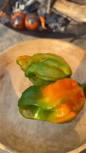 Spicy naga style chutney king chili & axone🔥👌 King chili and axone chutney || Raja mirja chutney